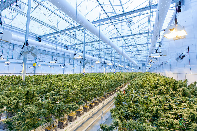 Cannabis Growing Facility 