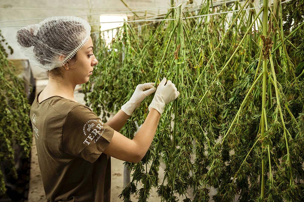 Best Cannabis Industry Jobs