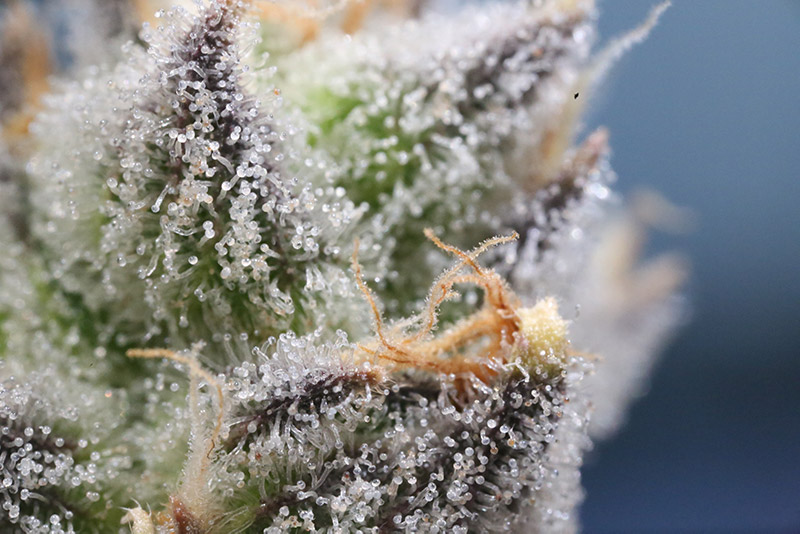 Weed Trichomes