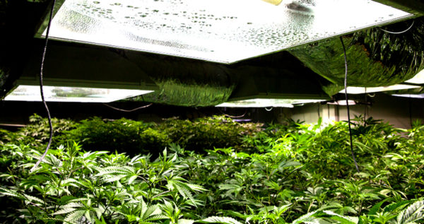 Best marijuana grow lights