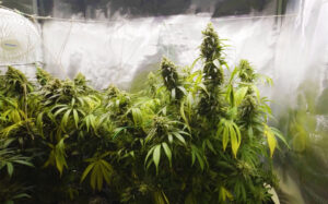 How to grow marijuana indoors