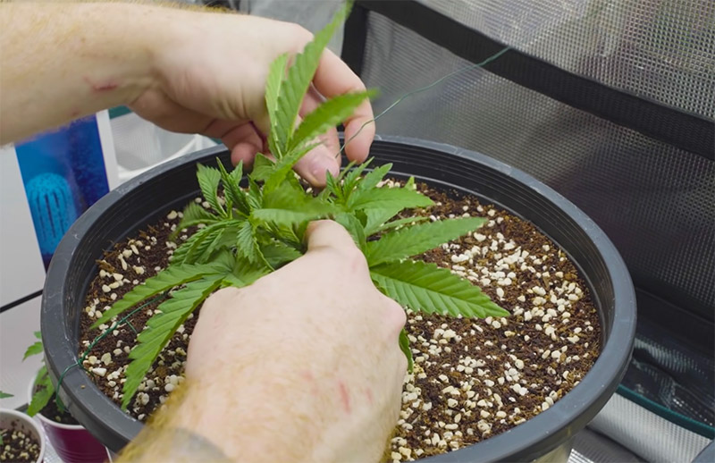 Cannabis plant stress training