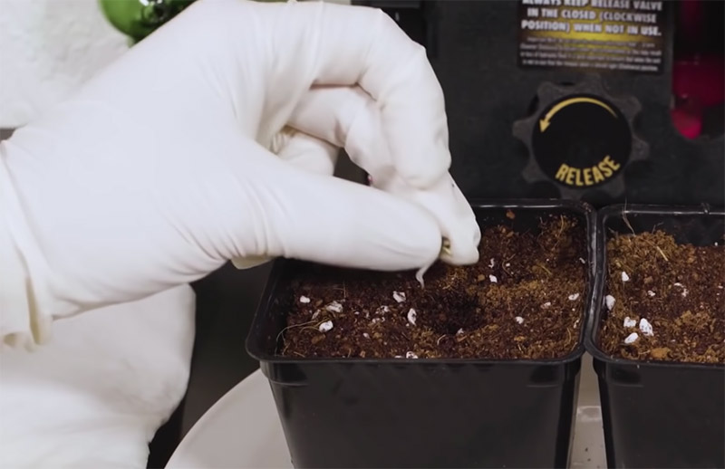 Plant marijuana seeds