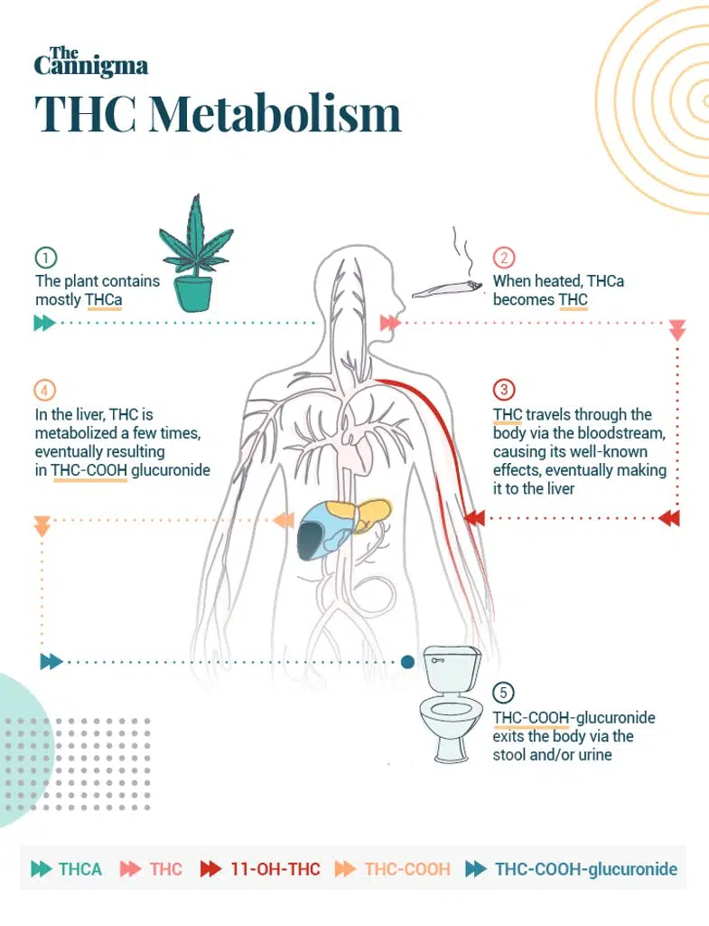 THC metabolism diagram