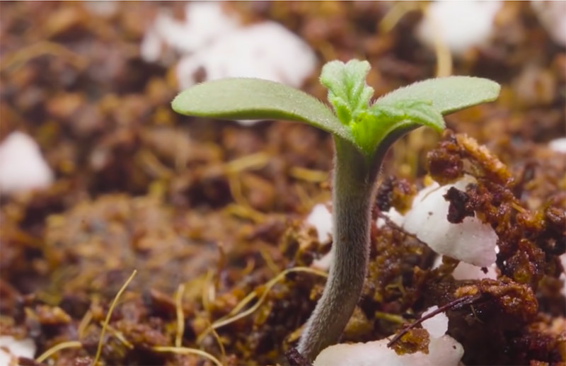 Young marijuana plant 