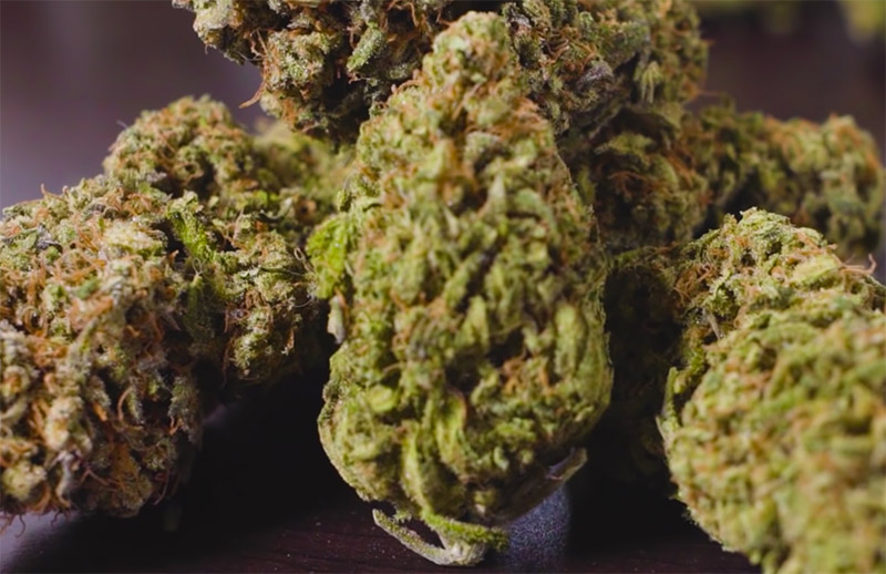 marijuana buds