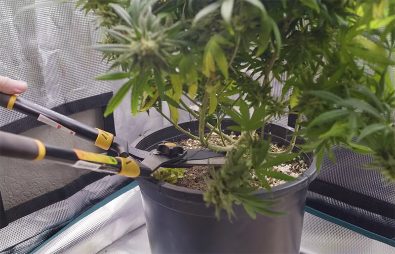 harvest marijuana plant cut stem