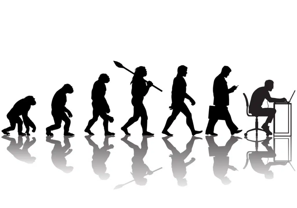 human evolution from apes