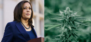 kamala harris stance on marijuana legalization