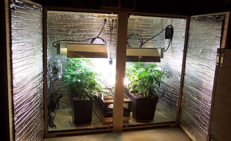 Weed grow box 