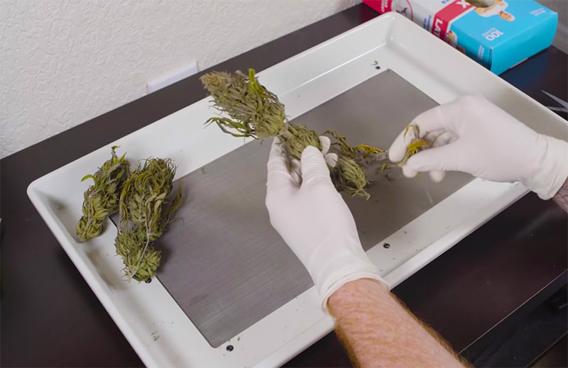 trimming marijuana plant