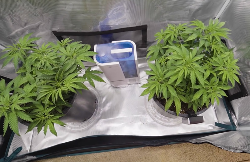 grow cannabis plant