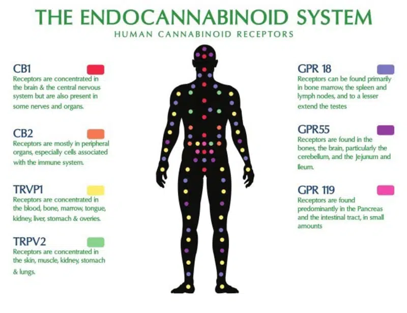 what is the endocannabinoid system