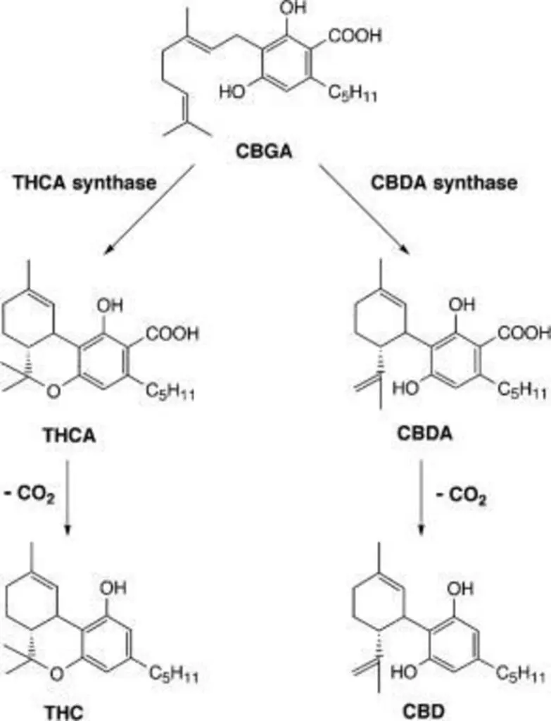 marijuana chemistry