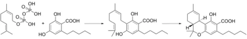 biosynthesis