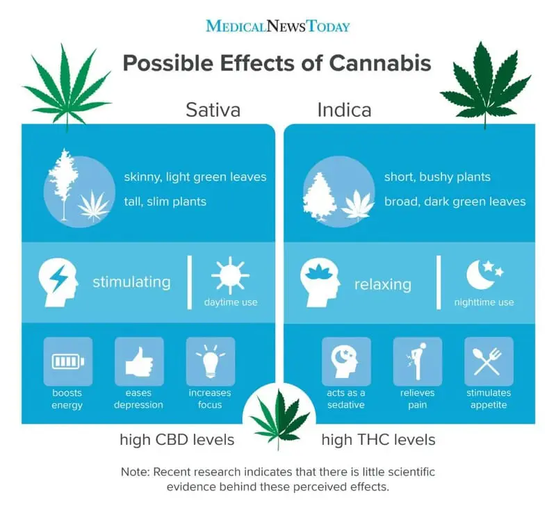 indica vs sativa