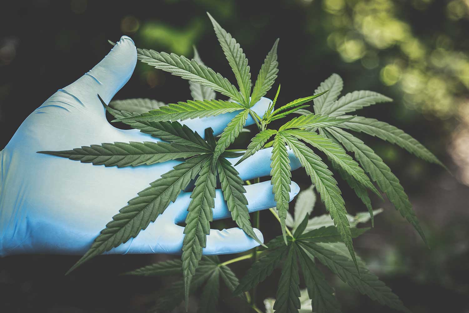 marijuana plant science