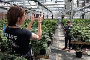 Aurora Cannabis Stock Down more than 80 Percent in Year to Date Performance