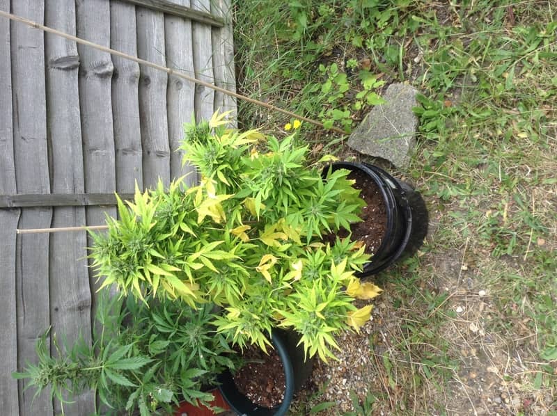 growing durban poison outdoor