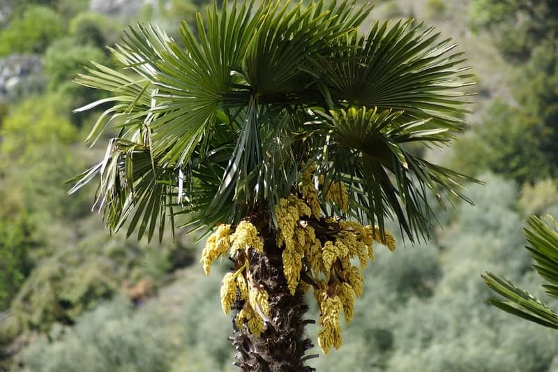 palm tree cbd strain