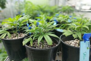 how to clone weed