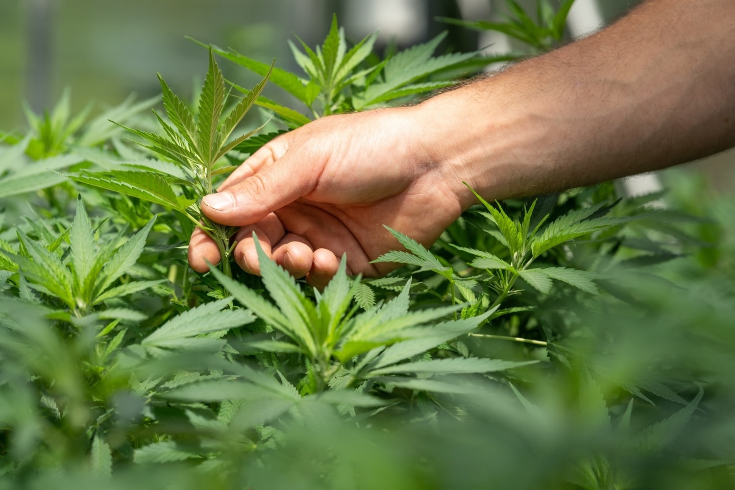 touching marijuana plant