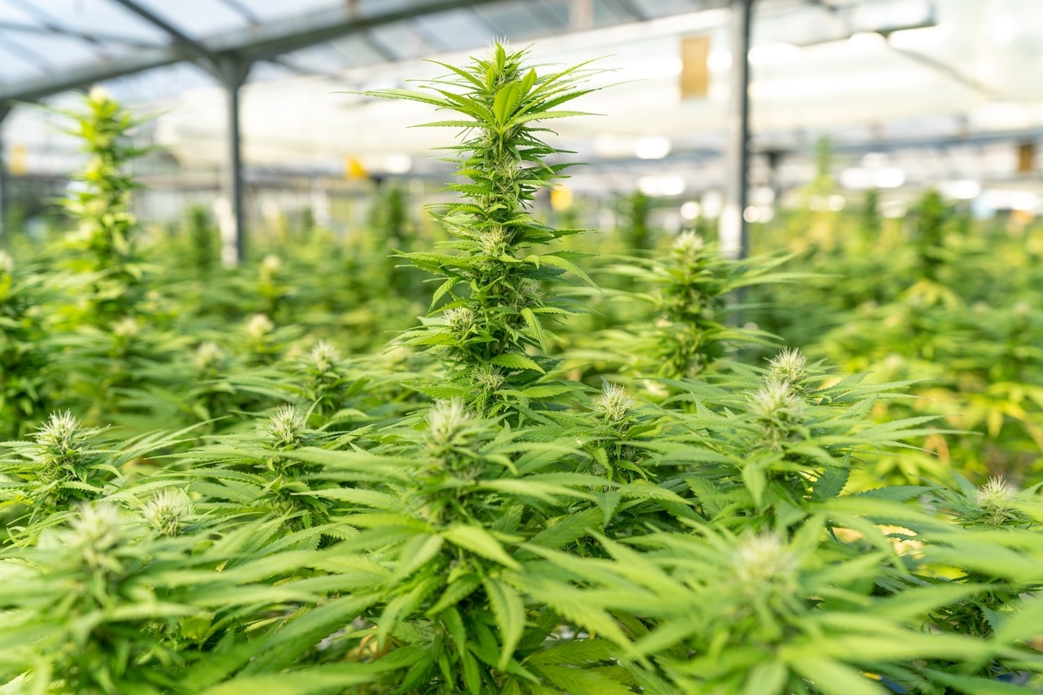 sativa marijuana plant
