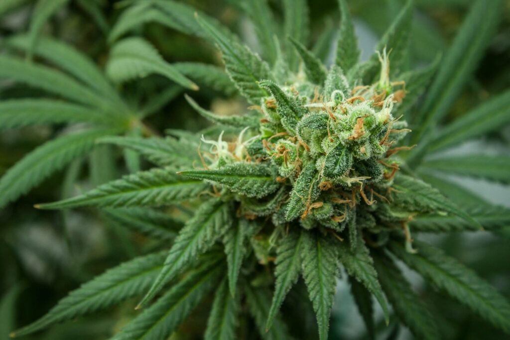 Cannabis plant how did Aurora cannabis stocks perform in 2020 stoners rotation
