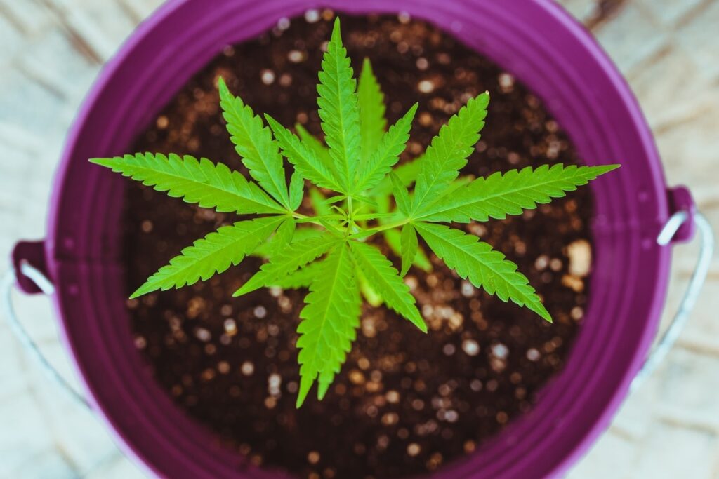 photo of marijuana in pot