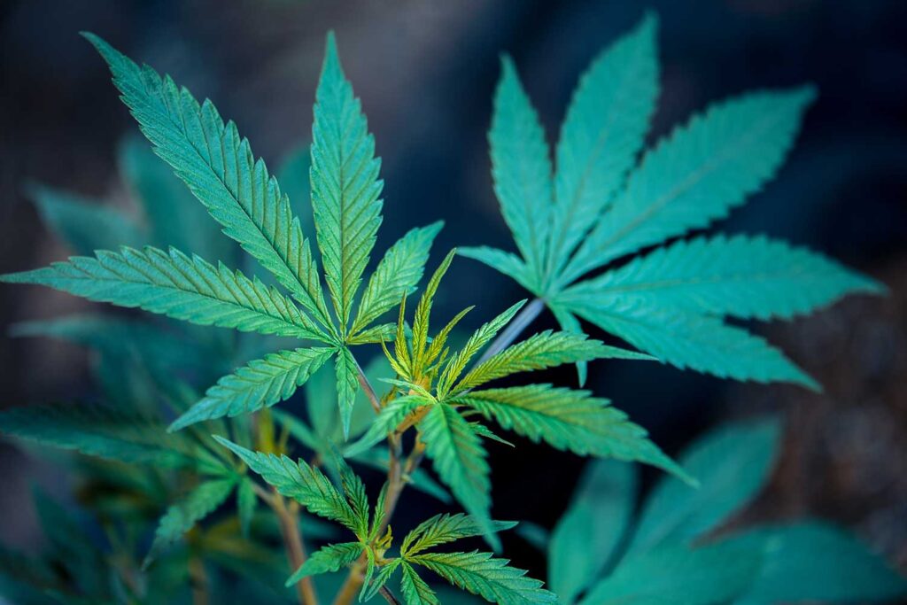Cannabis plant aurora cannabis stock
