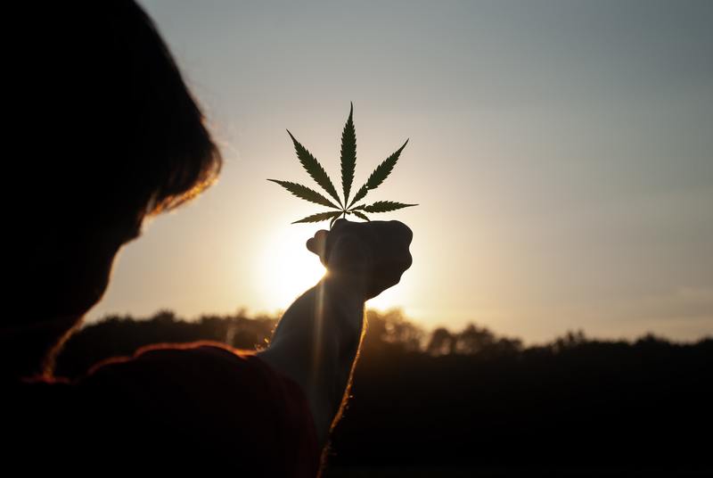 holding up marijuana leaf