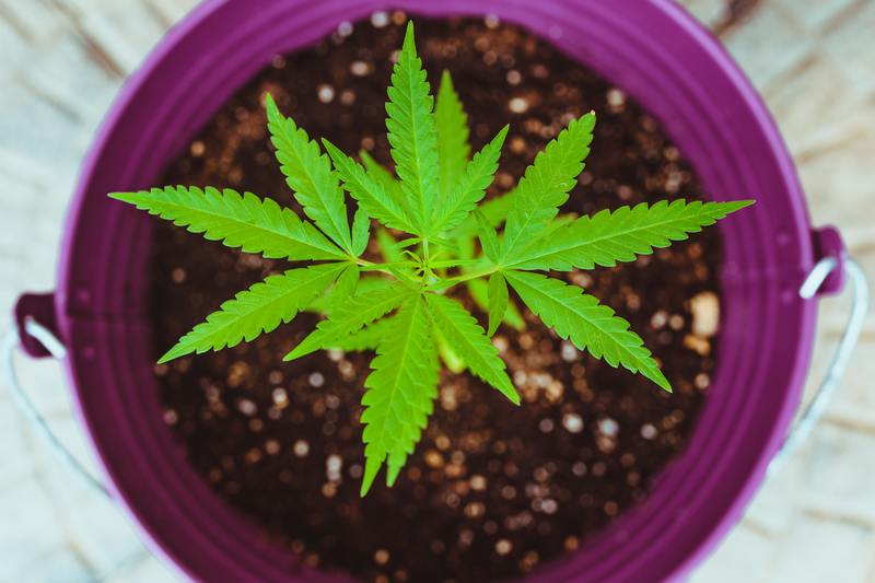 growing marijuana plants