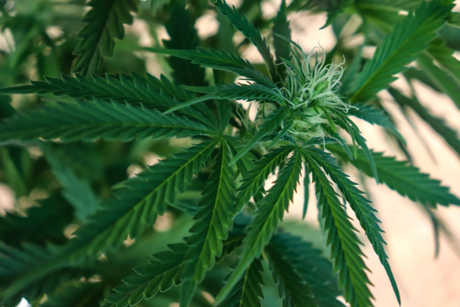 Plant for top marijuana stocks in NYSE