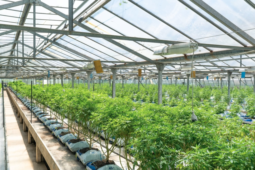 Farm house for Marijuana stocks with the most cash in 2021 and tips for investing.jpg
