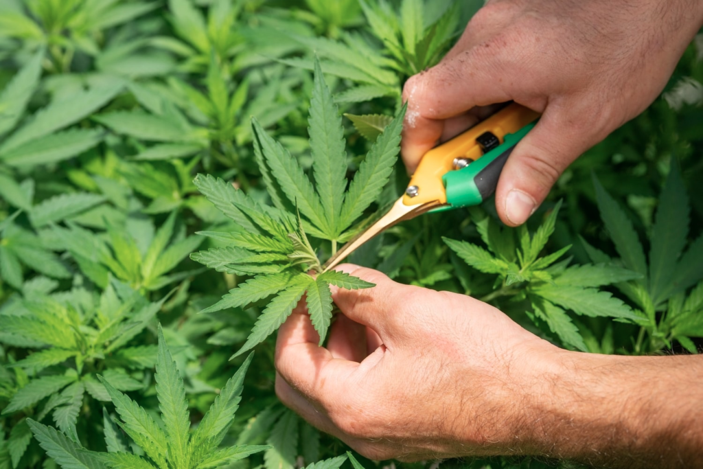Weed plant for marijuana stocks article