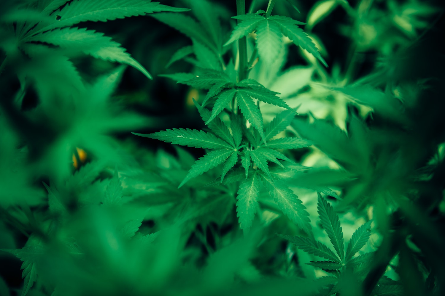 marijuana plant for weed stock update