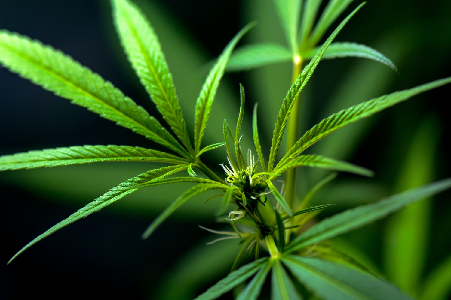 plant for marijuana stocks wall street expects to crash in 2021