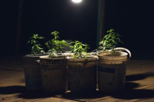 plants for Marijuana stocks with the most cash in 2021 and tips for investing