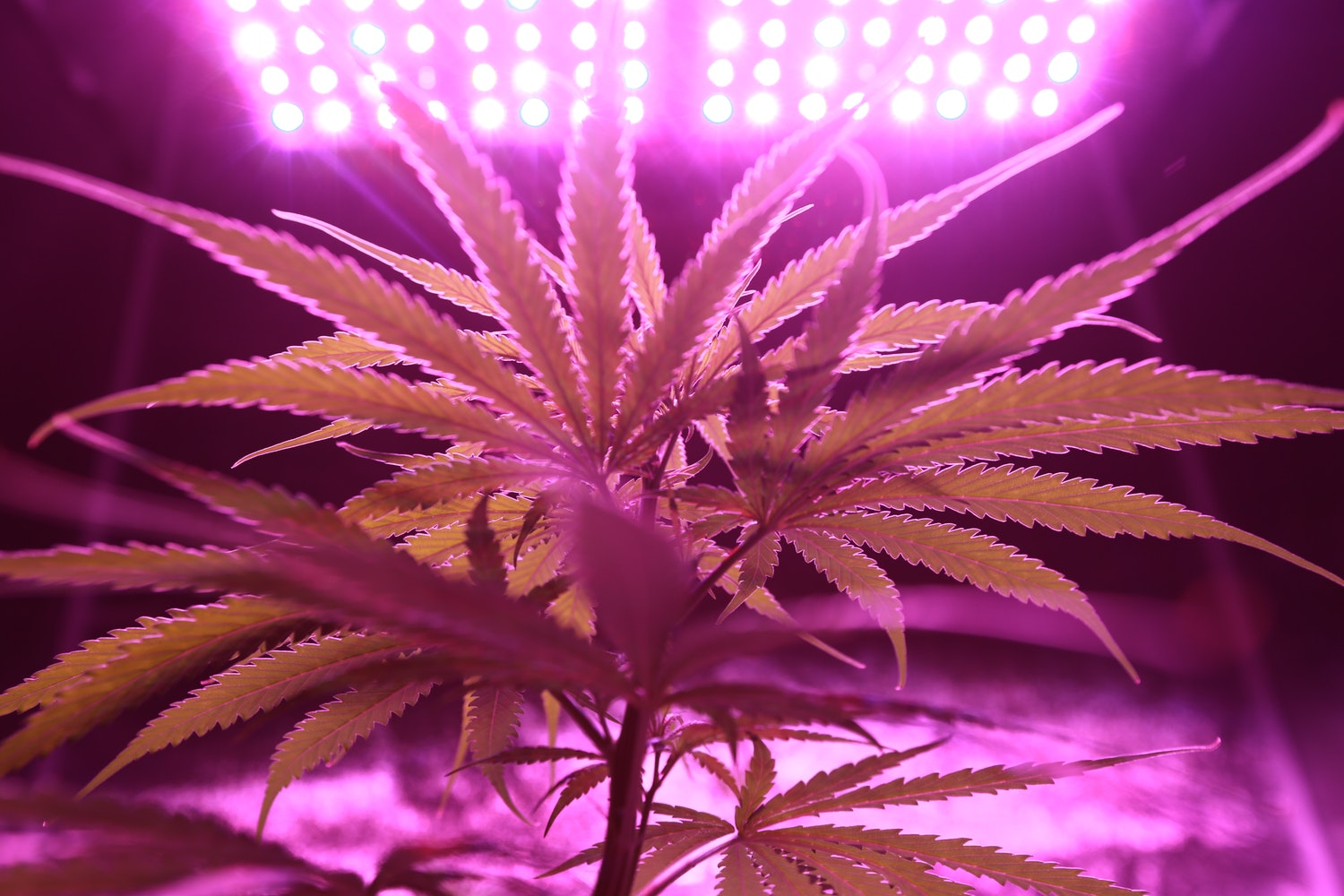Marijuana plant spotlight for cannabis stocks and the reddit army