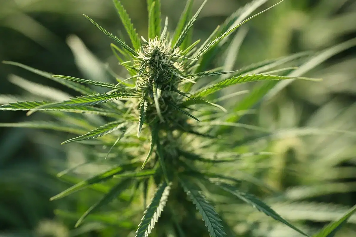 cannabis flower for marijuana legalization