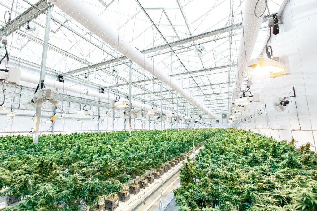 greenhouse for weed stock updates