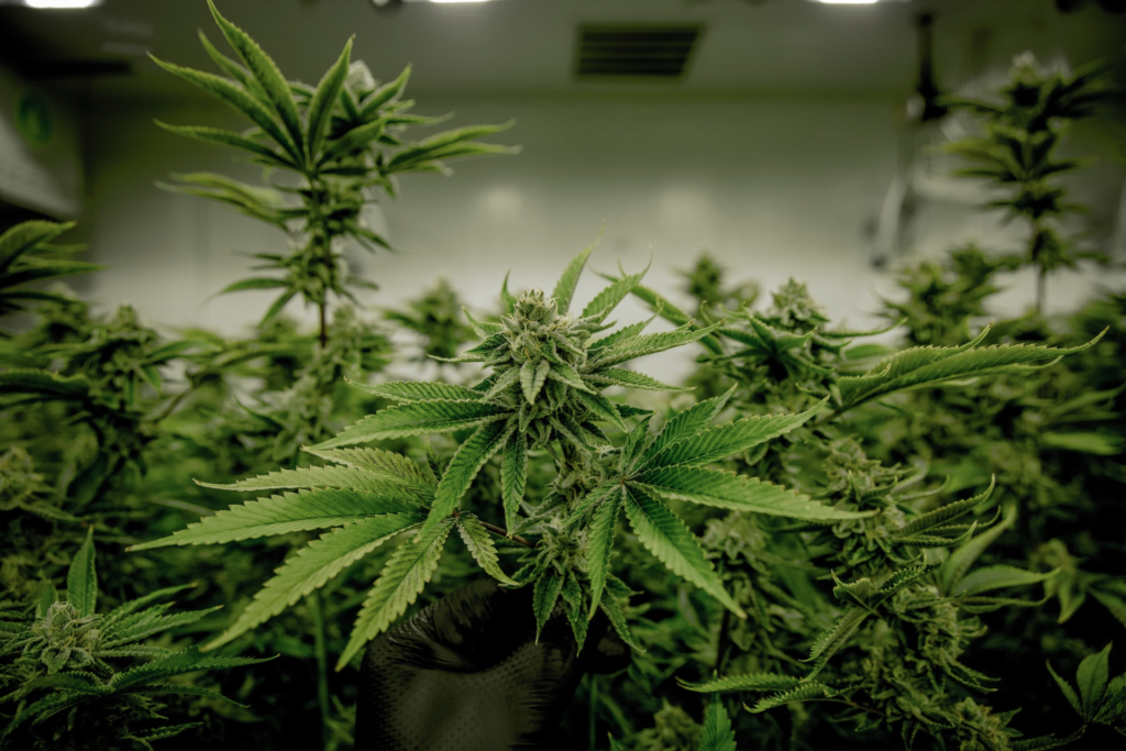 Marijuana greenhouse for weed stock update