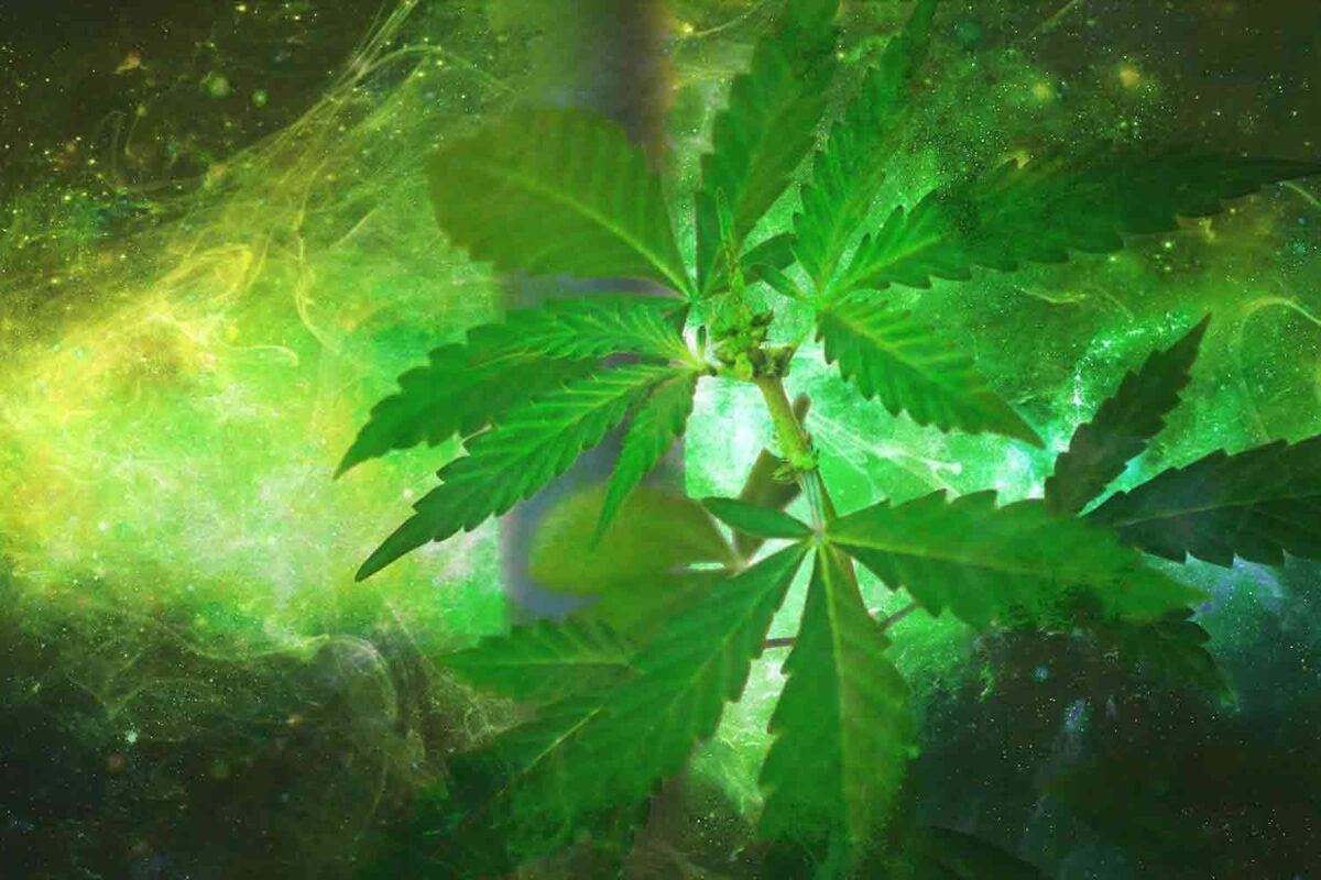 Best Weed Apps Weed Growing Games · Stoners Rotation