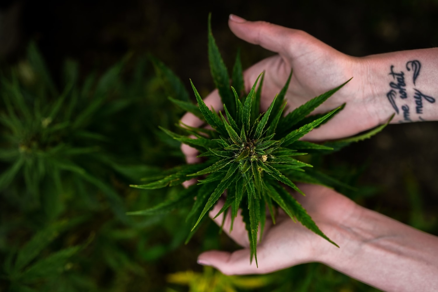 plant for Marijuana stocks set to rise massively in 2021