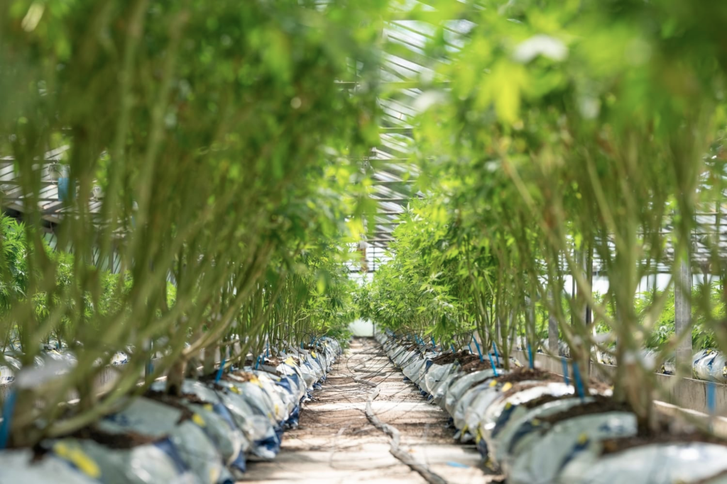 top cannabis stocks to buy in summer 2021