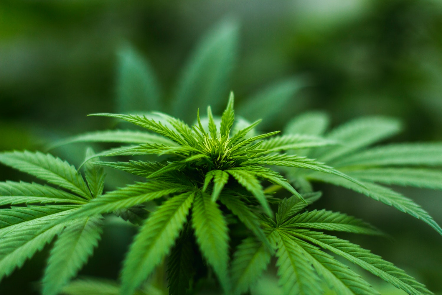 marijuana legalization in Mexico plant