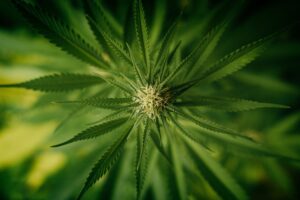 top cannabis stocks to buy in summer 2021