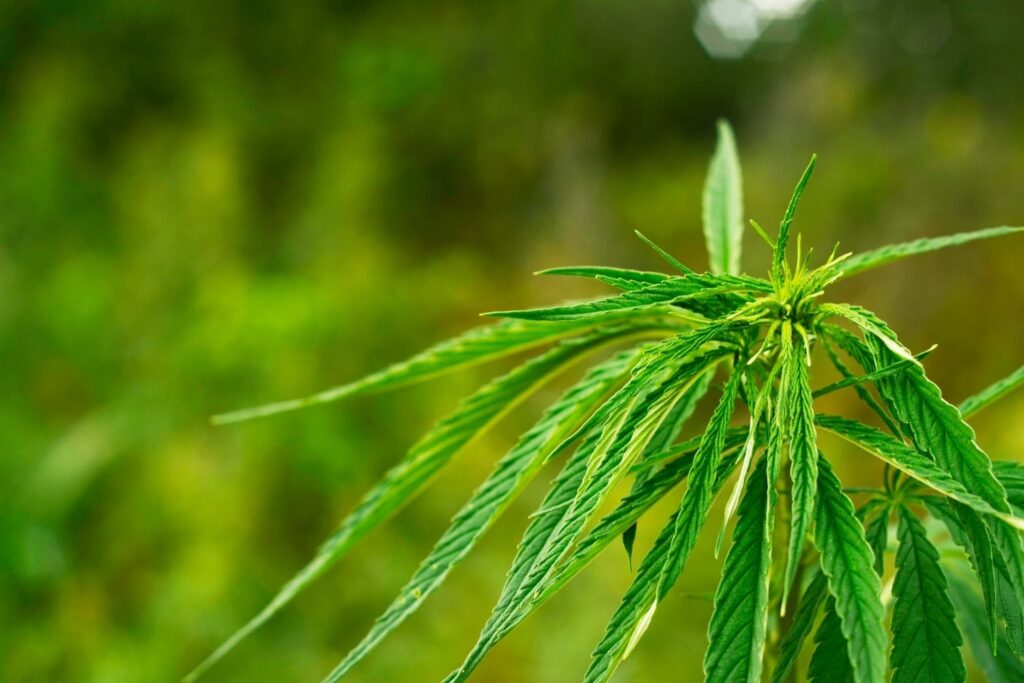truths about federal marijuana legalization