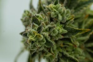 Federal Cannabis Legalization: The Weekly Update