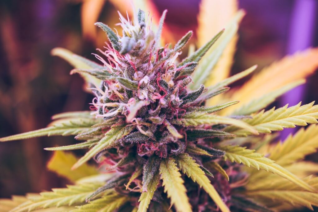 Marijuana Legalization Weekly Wrap